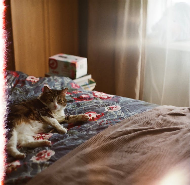 A Cat Lying On A Bed With Floral Bedsheet