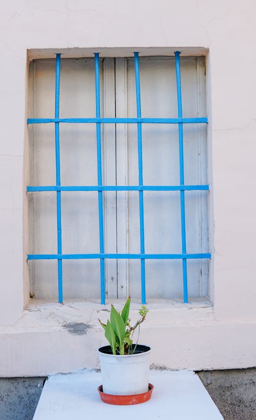 Potted Plants by a Window with Bars