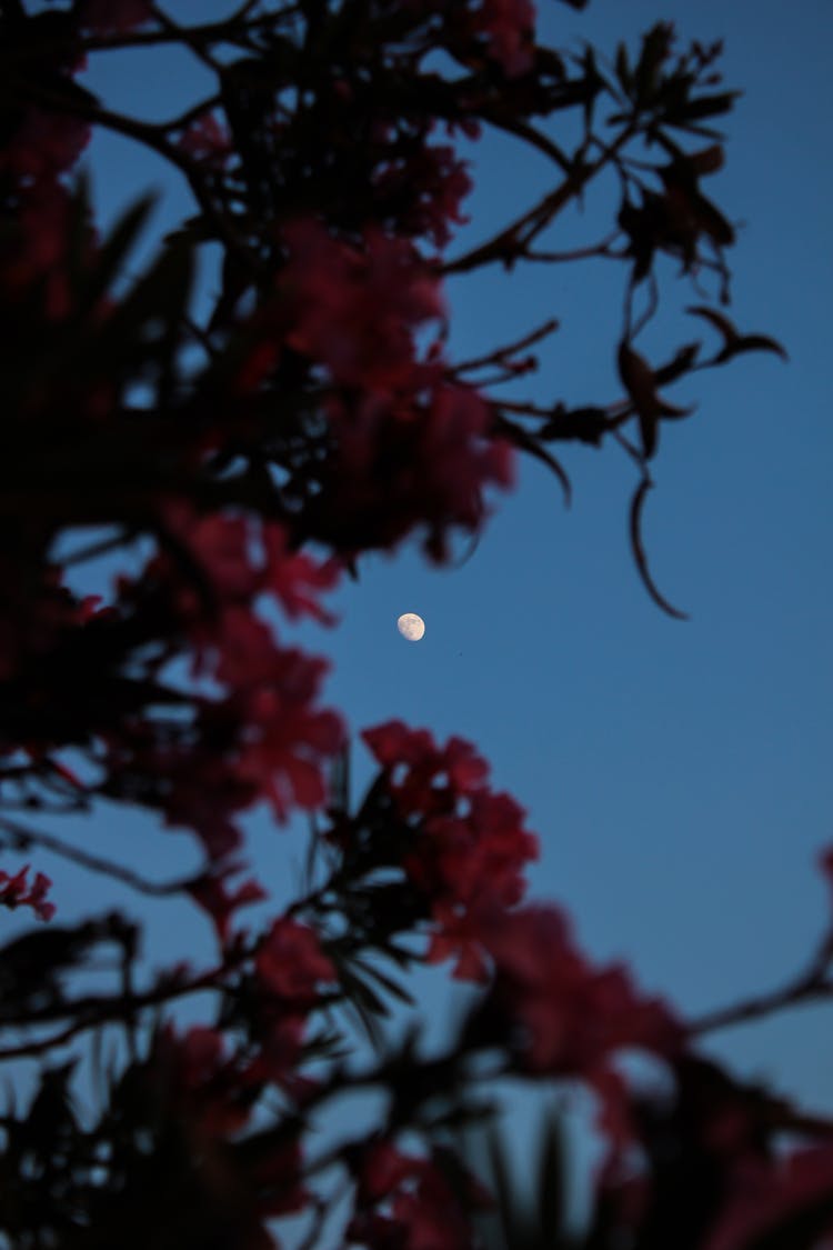 A Moon On Blue Sky Over Red Flowers