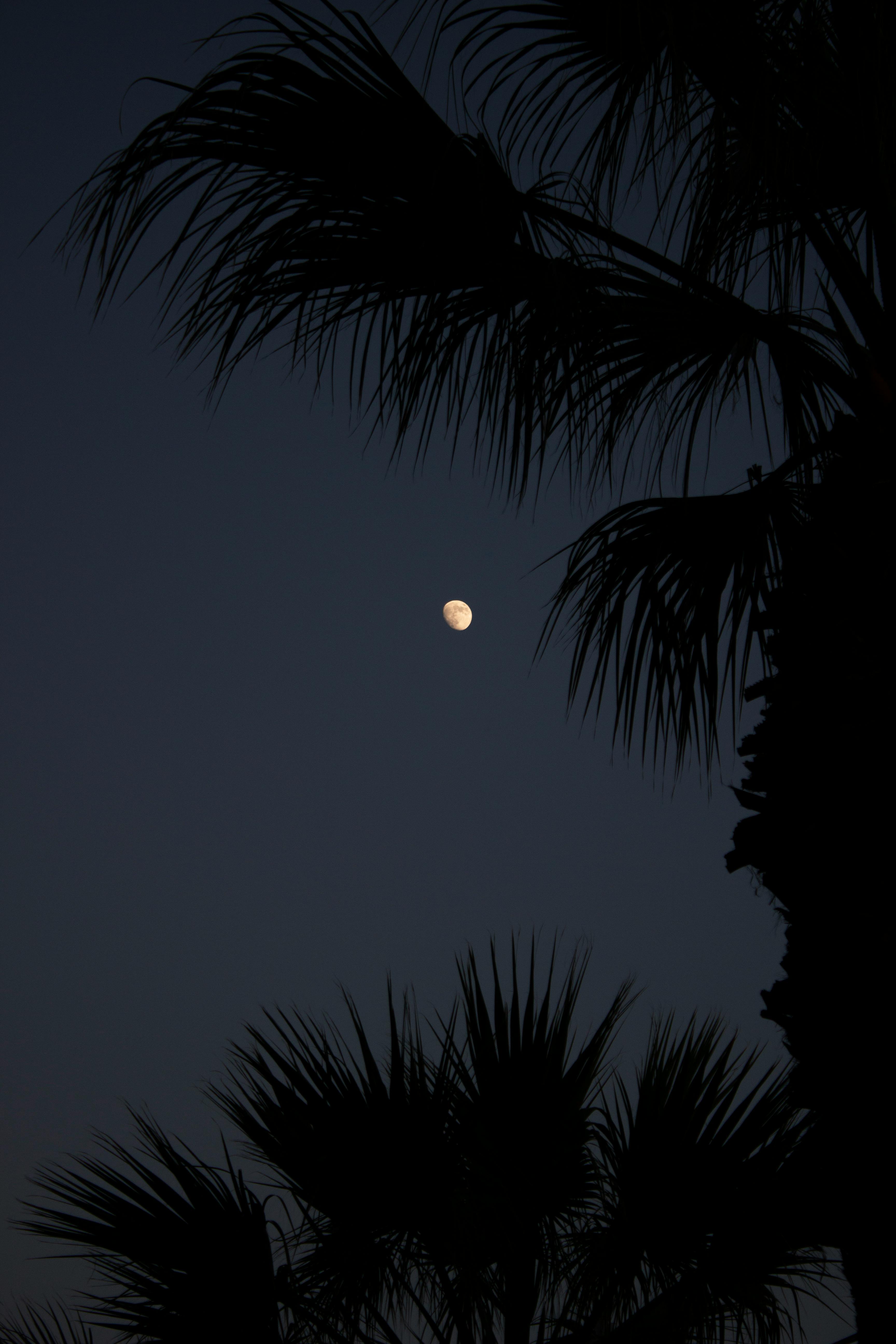 Free Stock Photo of Grainy dark palm and moon