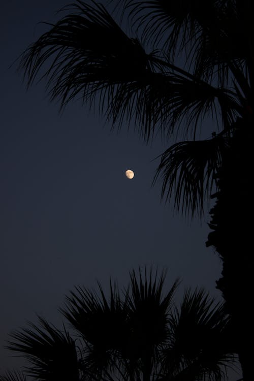 Đêm lại về, bầu trời dần tối và cây cỏ lặng thinh. Bức ảnh ban đêm bầu trời cây cọ cây dừa là một chuyến phiêu lưu mới với ánh sao sáng. Hãy xem và cảm nhận những khoảnh khắc thật đặc biệt này.