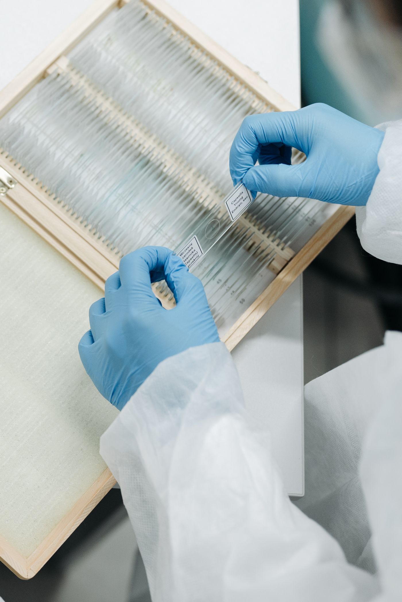 Archive tray of glass slides being sorted by gloved hands