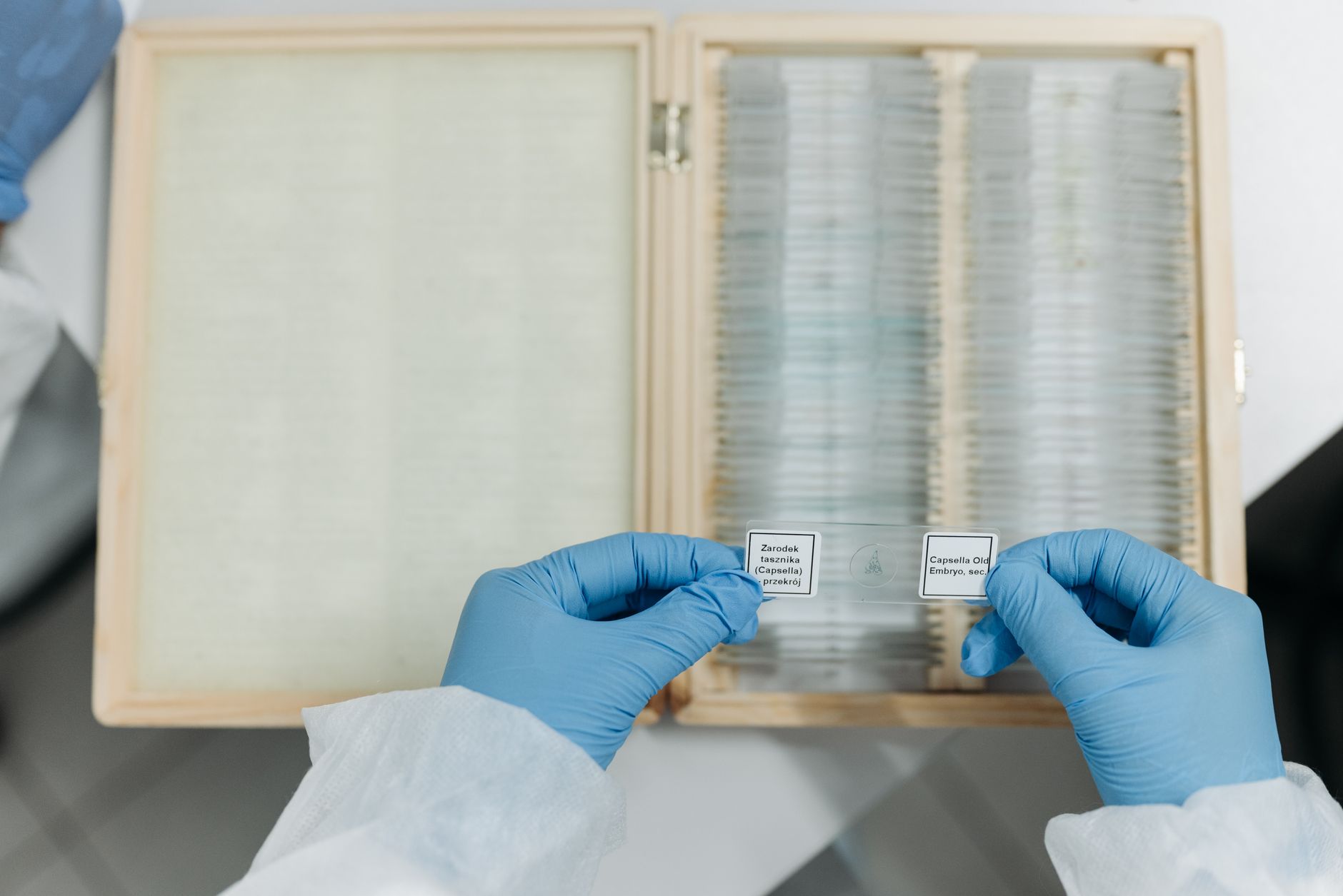 Close-up of scientist handling microscope slides in laboratory setting.
