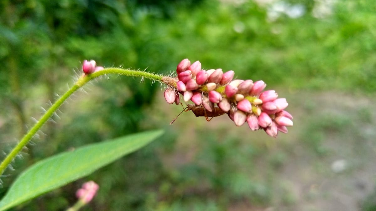 Person preparing an injection with a medication pen