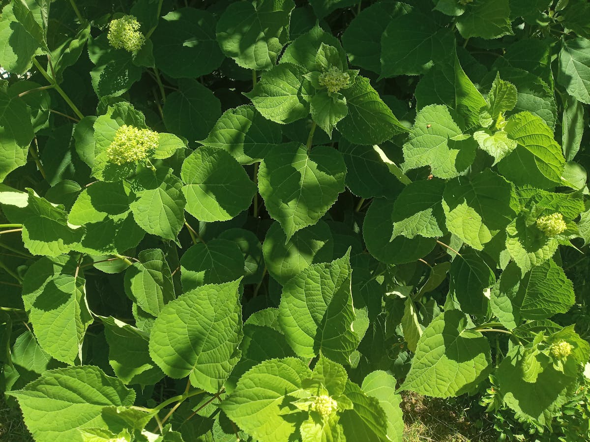 Graph on a laptop showing downward weight trajectory