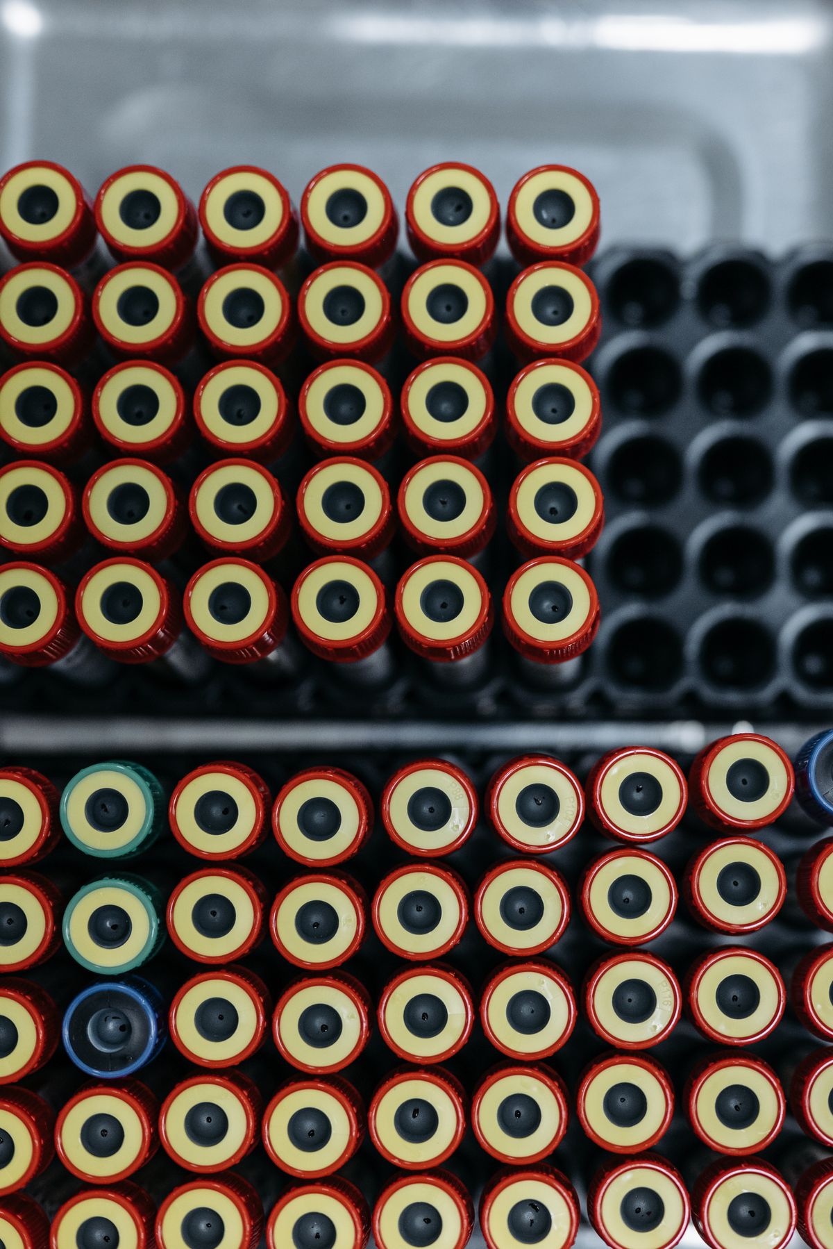 Rows of capped sample tubes in a laboratory rack