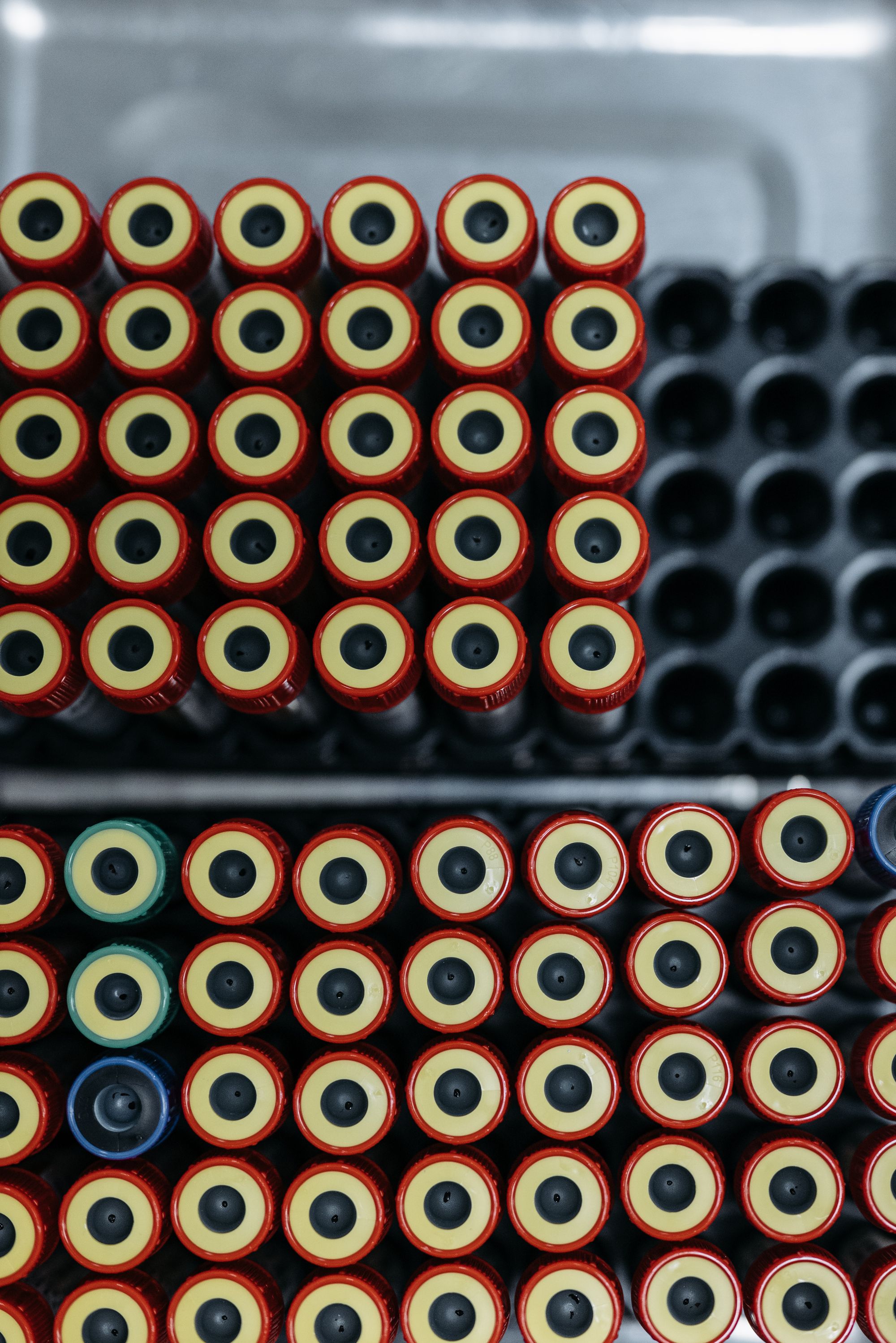 Rows of capped sample tubes in a laboratory rack