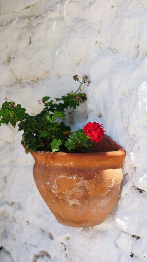 De franc Foto d'estoc gratuïta de cassola de ceràmica, flor vermella, planta amb flors Foto d'estoc