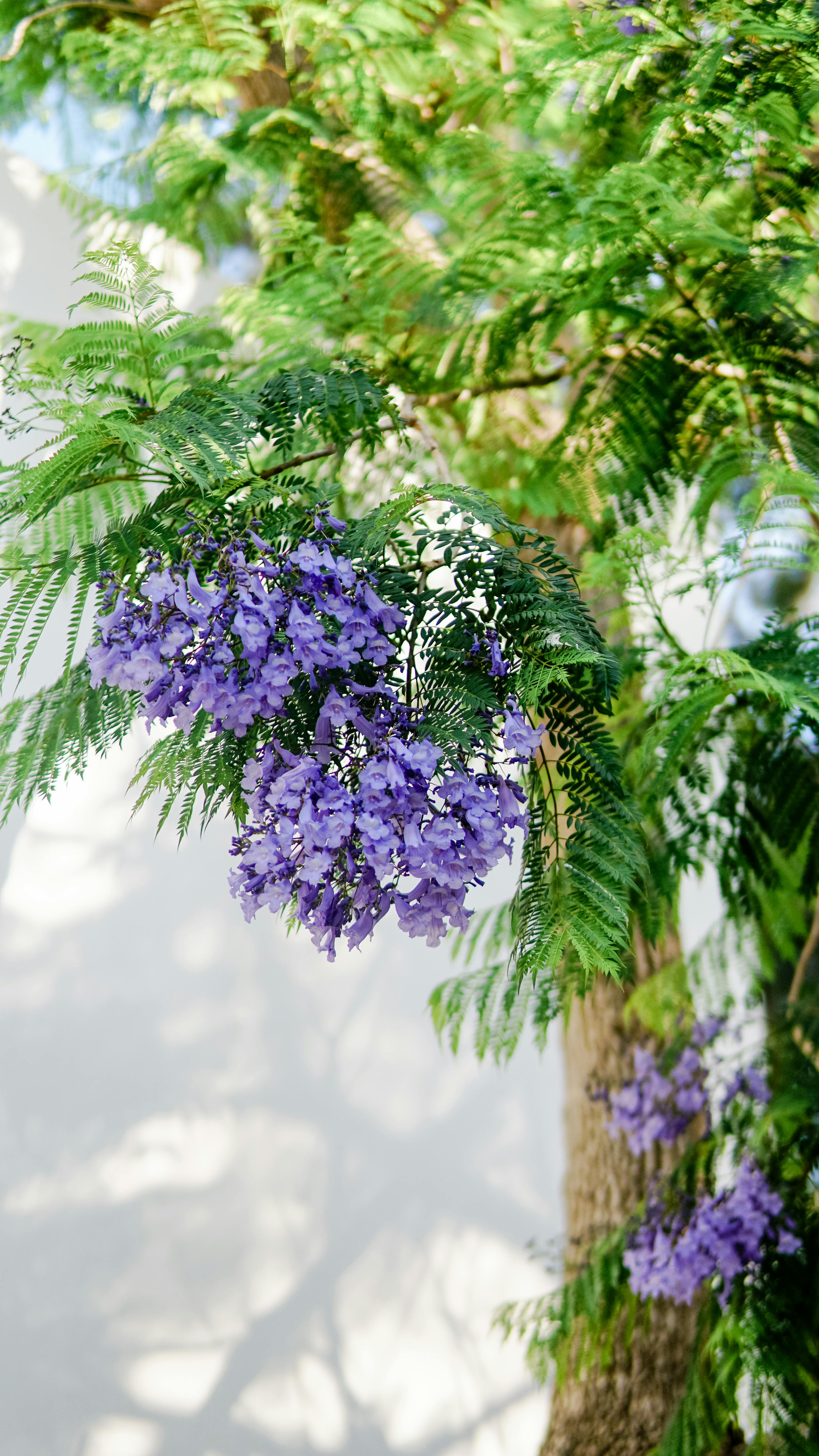 Purple Flowers in Bloom · Free Stock Photo