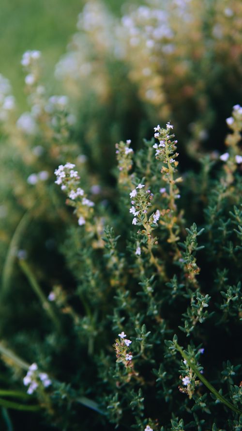 Free Detailed view of a blooming herbal shrub in a garden setting, highlighting tiny white flowers. Stock Photo
