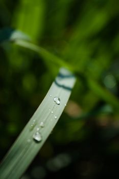 特写镜头捕捉到绿叶上新鲜的露珠，展现了大自然的早晨之美