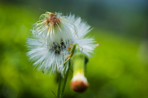 Free stock photo of beauty, chill, cool