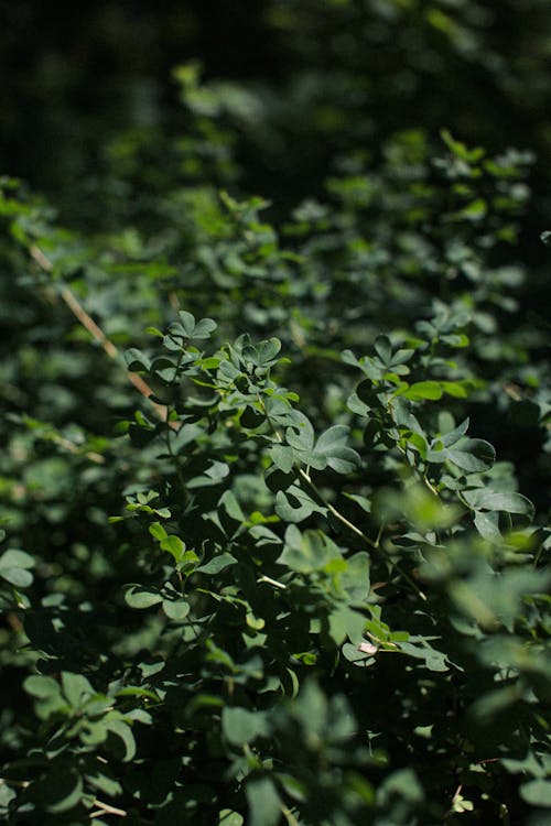 Plant with Green Leaves 