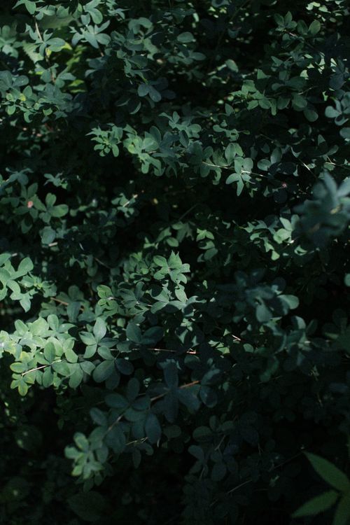 Free A vibrant close-up of lush green leaves with contrasting sunlight patterns, creating a serene natural scene. Stock Photo