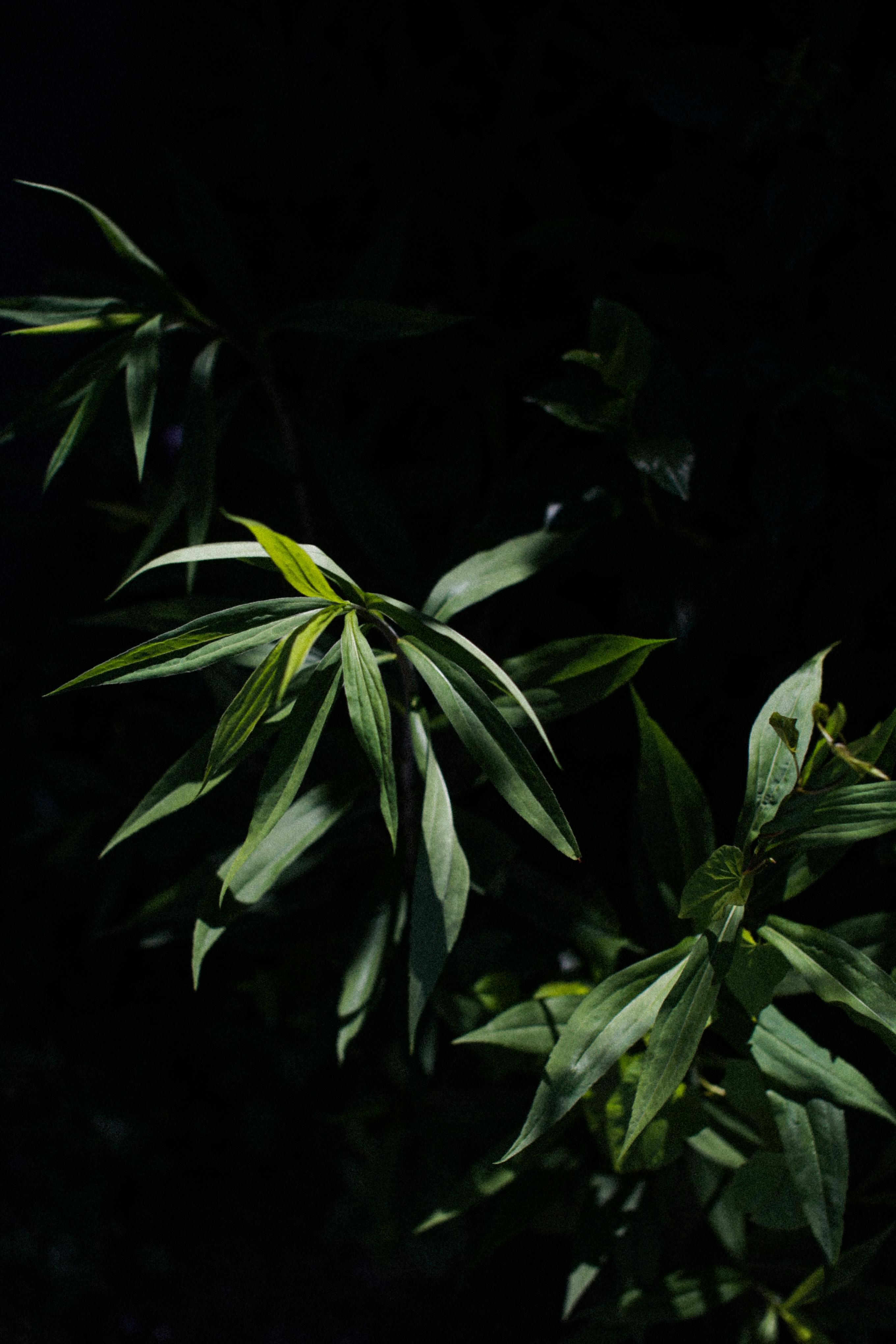 A detailed capture of green leaves against a dark backdrop, creating a moody atmosphere.