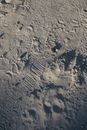 Shoeprints on the Sand