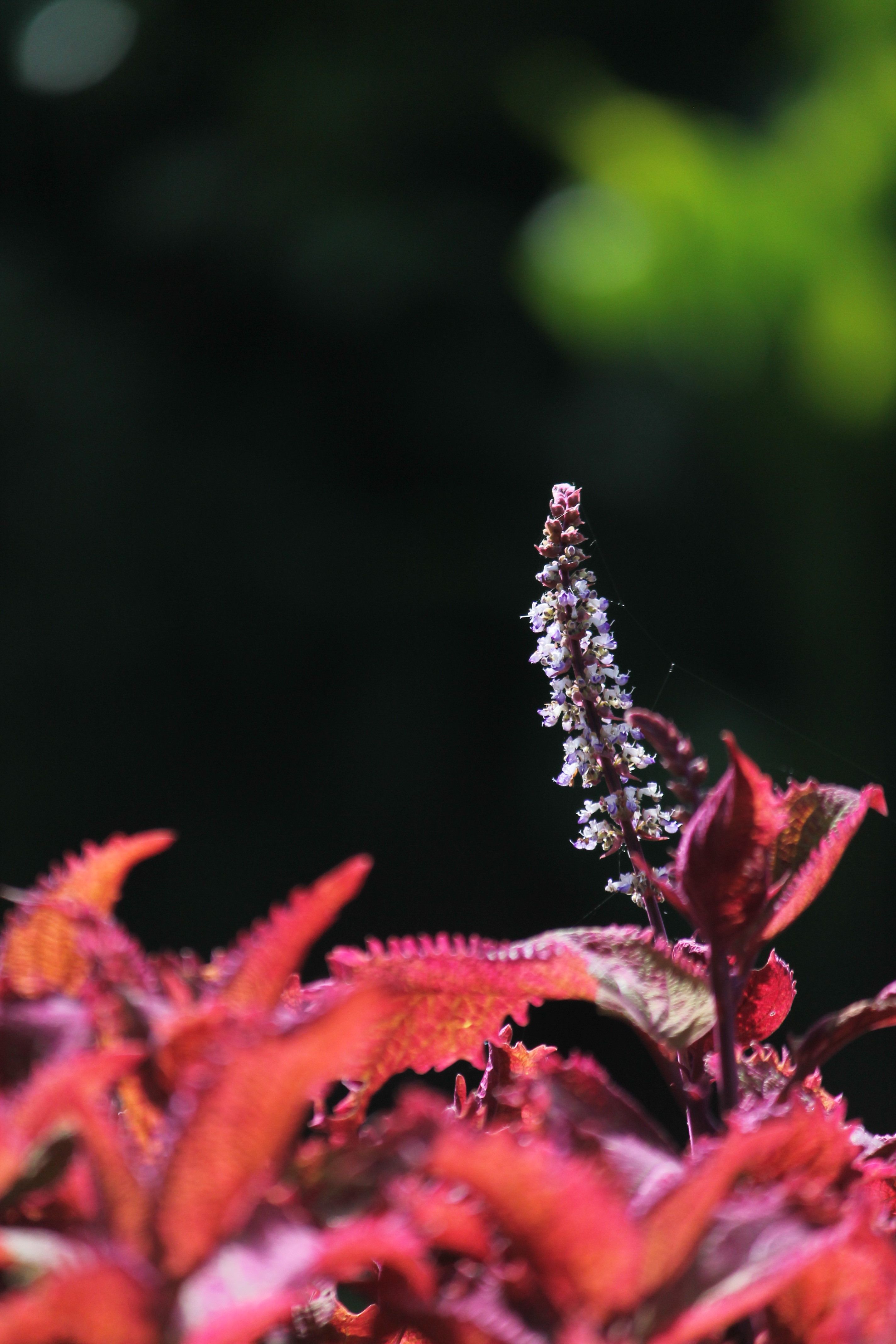 🗓️ 2026-2027 全球賽事雷達：X Games 夏季賽與 SLS 巡迴賽全日程與焦點名單