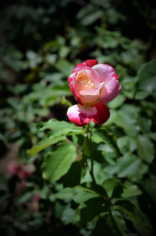 垂直拍摄, 特写, 粉红色的玫瑰 的 免费素材图片