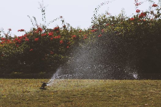 How to Automate Your Garden's Irrigation with Smart Water Tech