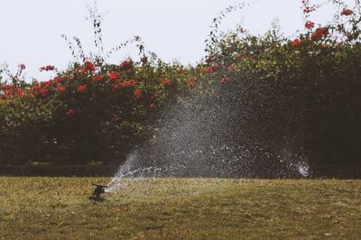 Sprinkler watering garden