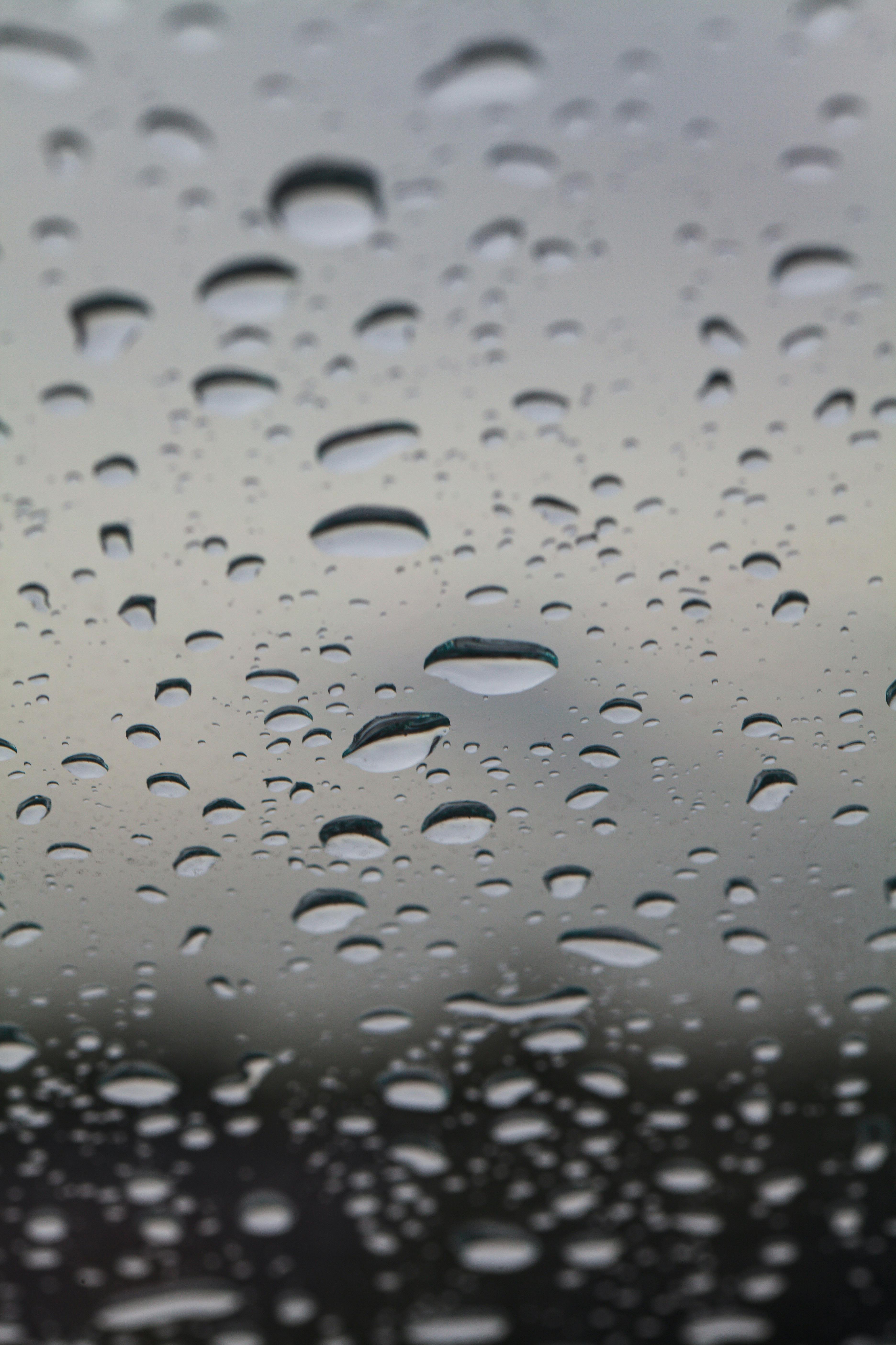 Can Environment Affect Your Dog’s Nose Moisture? Discover the Impact of Weather on Wet Noses