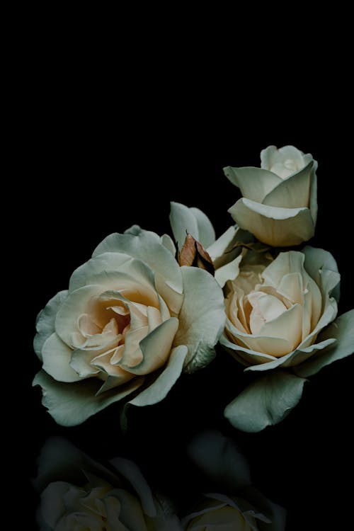 White Roses in Black Background