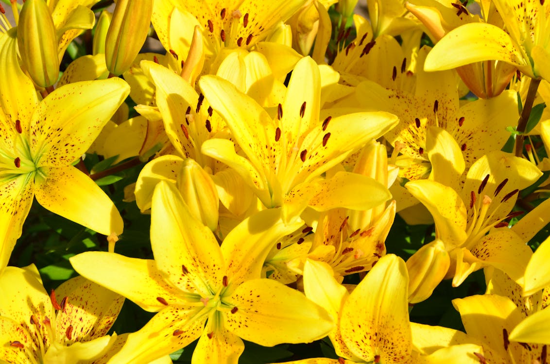 Close-up Photo of Yellow Flowers 