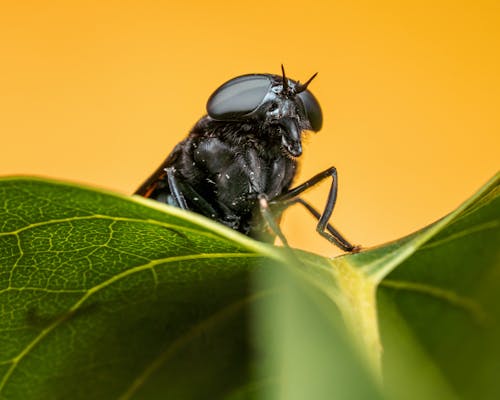 Free A Fly on a Leaf Stock Photo