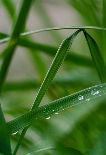 Close-up macro photo of fresh green leaves with dew droplets in a natural setting.