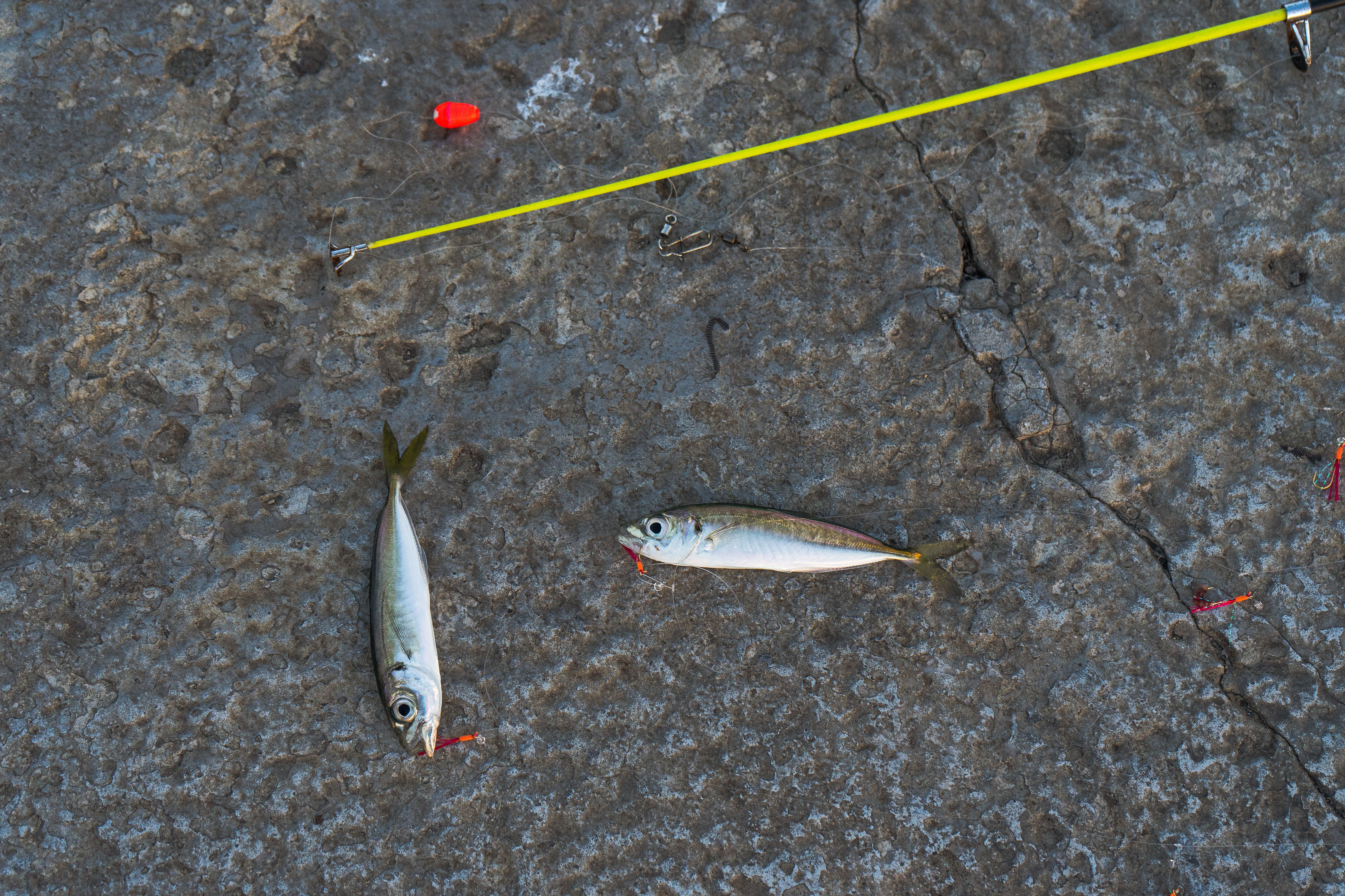 First-Time Fishing Tips: Bait, Rigs, and Three Ways to Fish