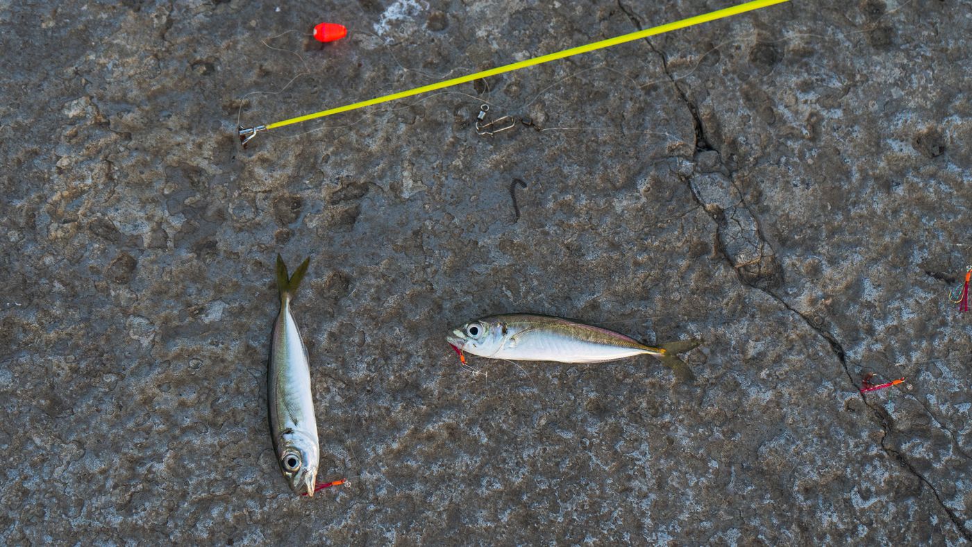 First-Time Fishing Tips: Bait, Rigs, and Three Ways to Fish