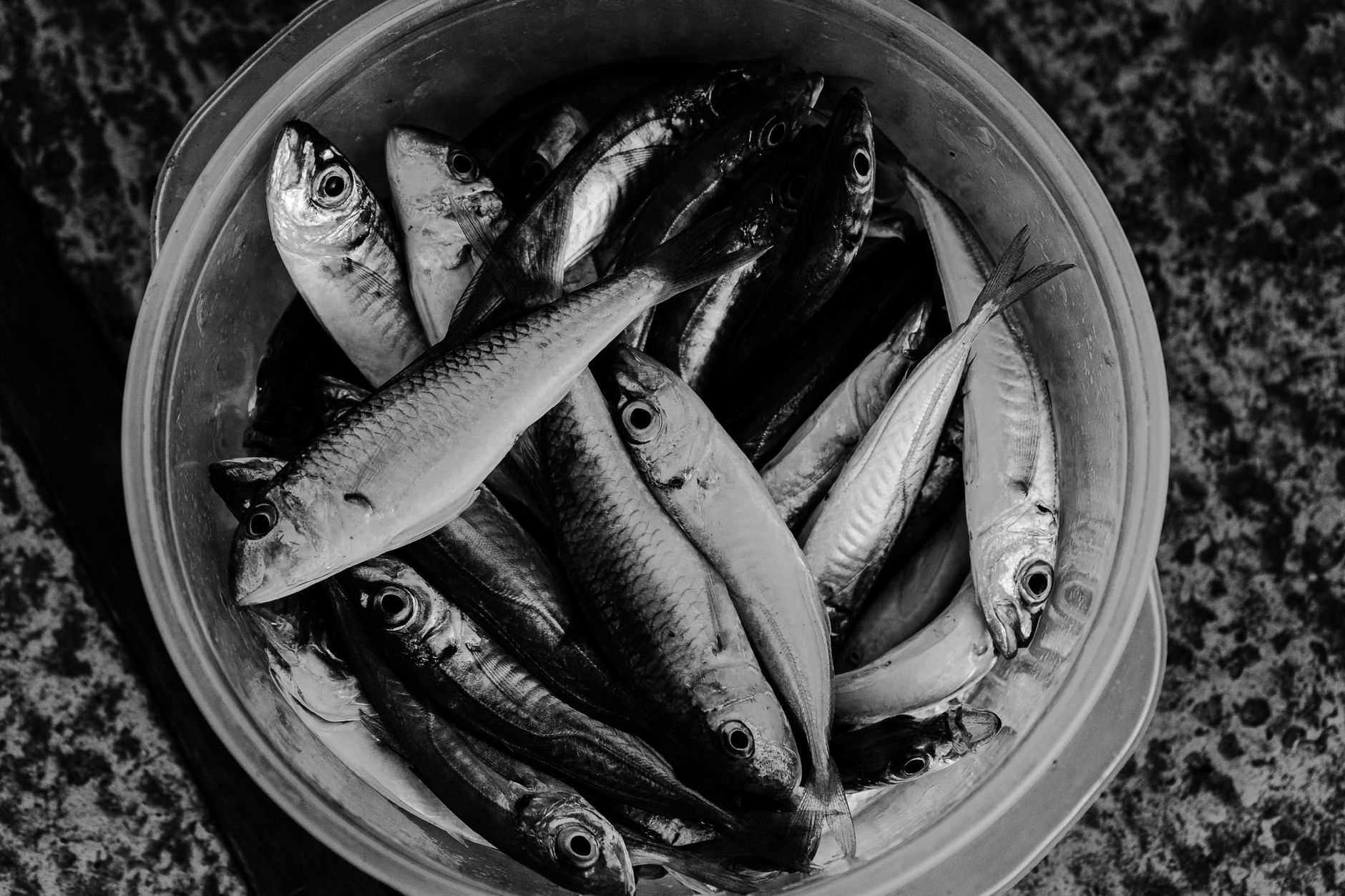 Haring (Raw Herring) Netherlands food