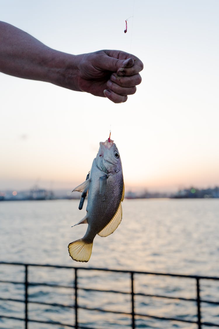 Selective Focus Photo Of A Man Holding A Fishing Line With A Fish