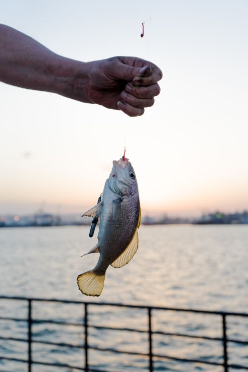 Free A hand holds a freshly caught fish against a serene waterside backdrop at dusk. Stock Photo