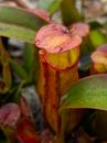 Close-Up Photo of a Wet Nepenthes Pitcher Plant