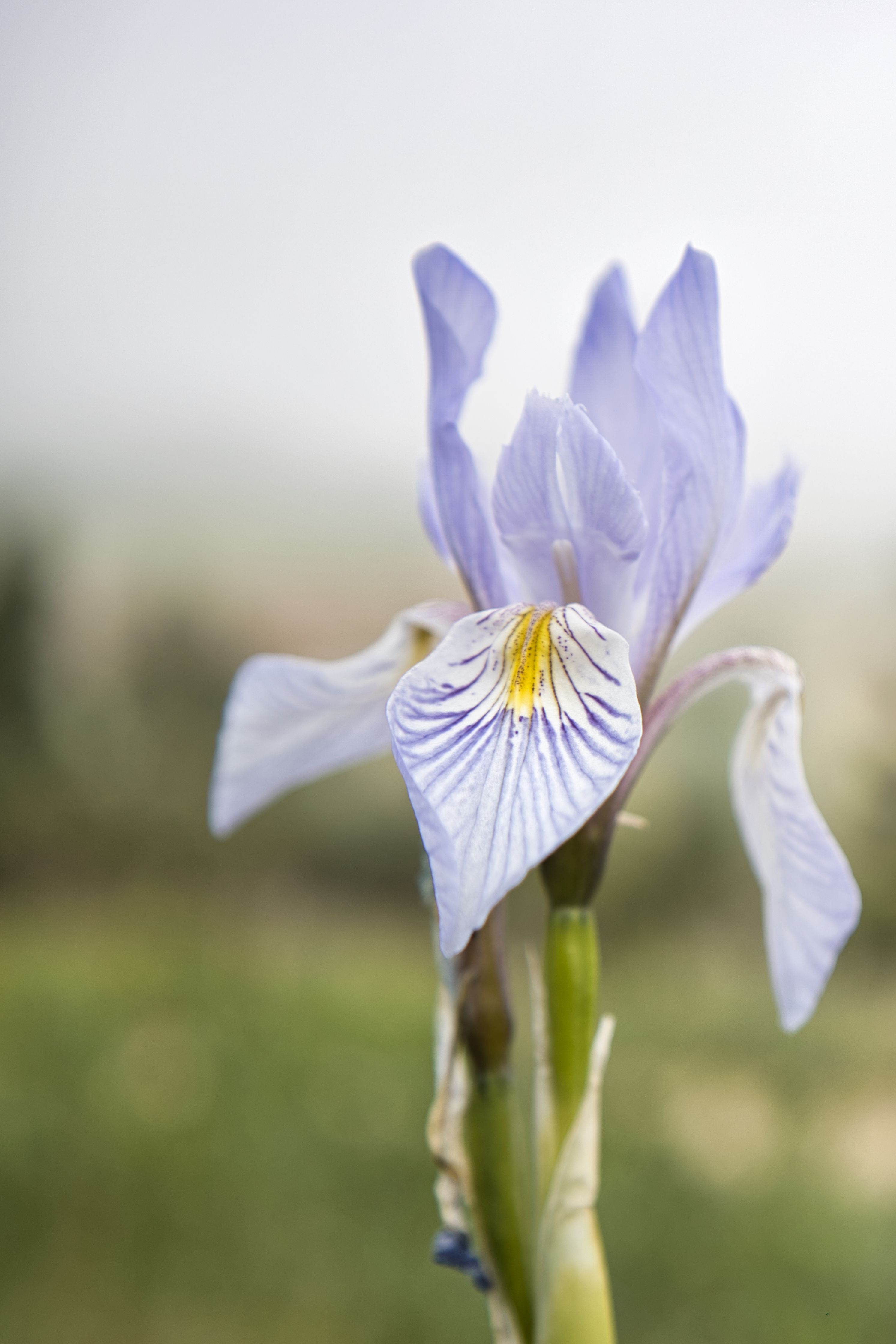 A close-up of a delicate blue iris flower in full bloom, captured outdoors in a serene, natural setting.