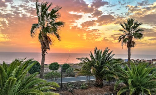 Free Tropical Tress Near Road and Body of Water during Golden Hour Stock Photo