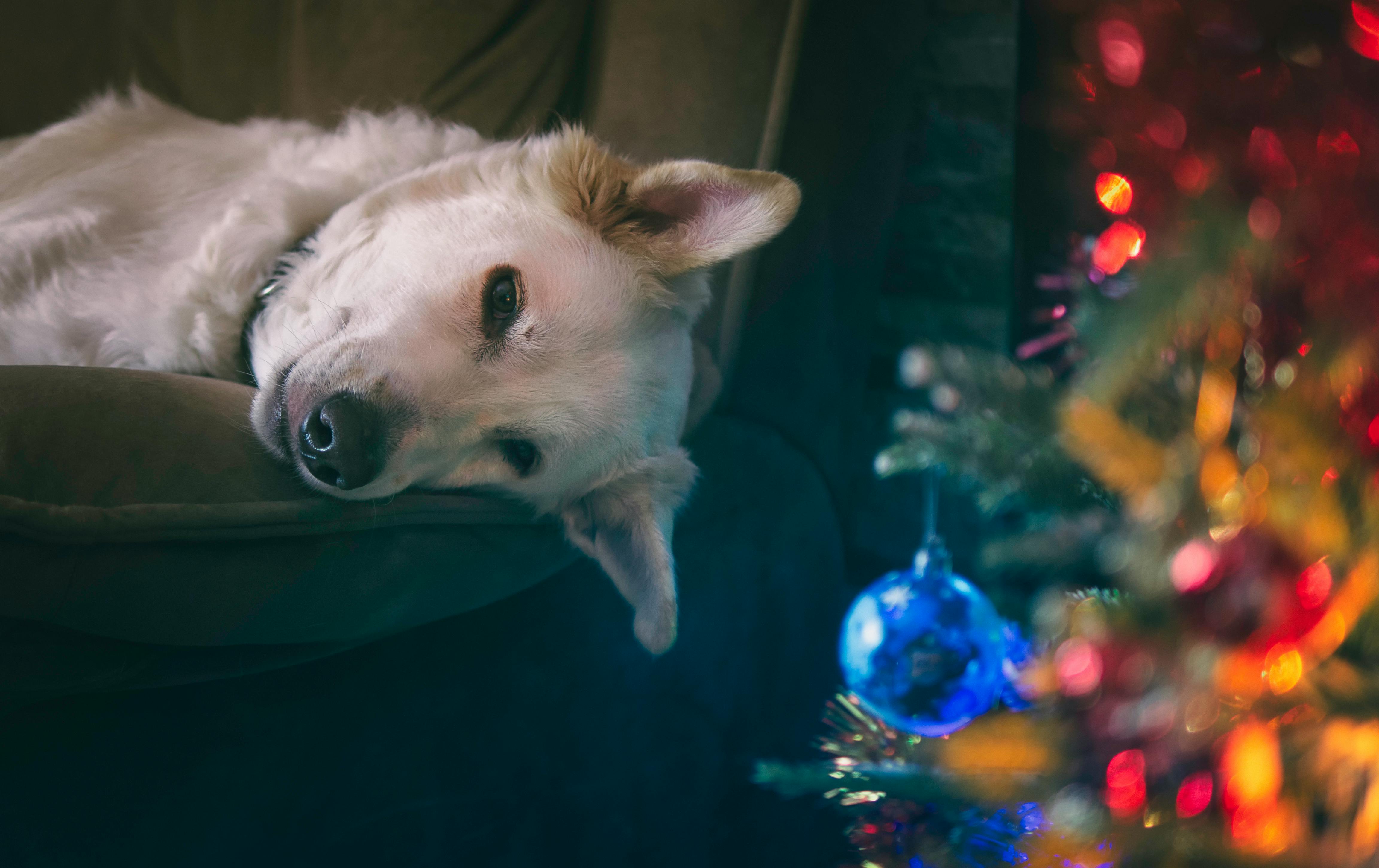 Christmas Seamless Pattern Cartoon Dogs Hats Stock Vector Royalty Free  727447918  Shutterstock