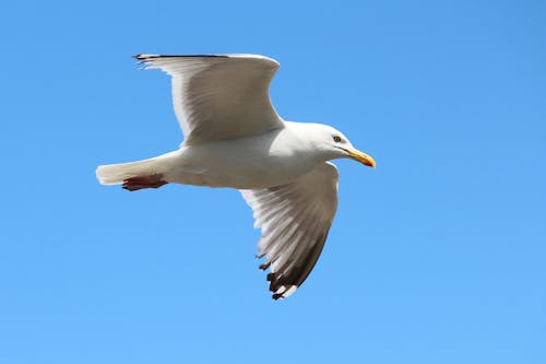 Close Up Photo of a Flying White Gull 