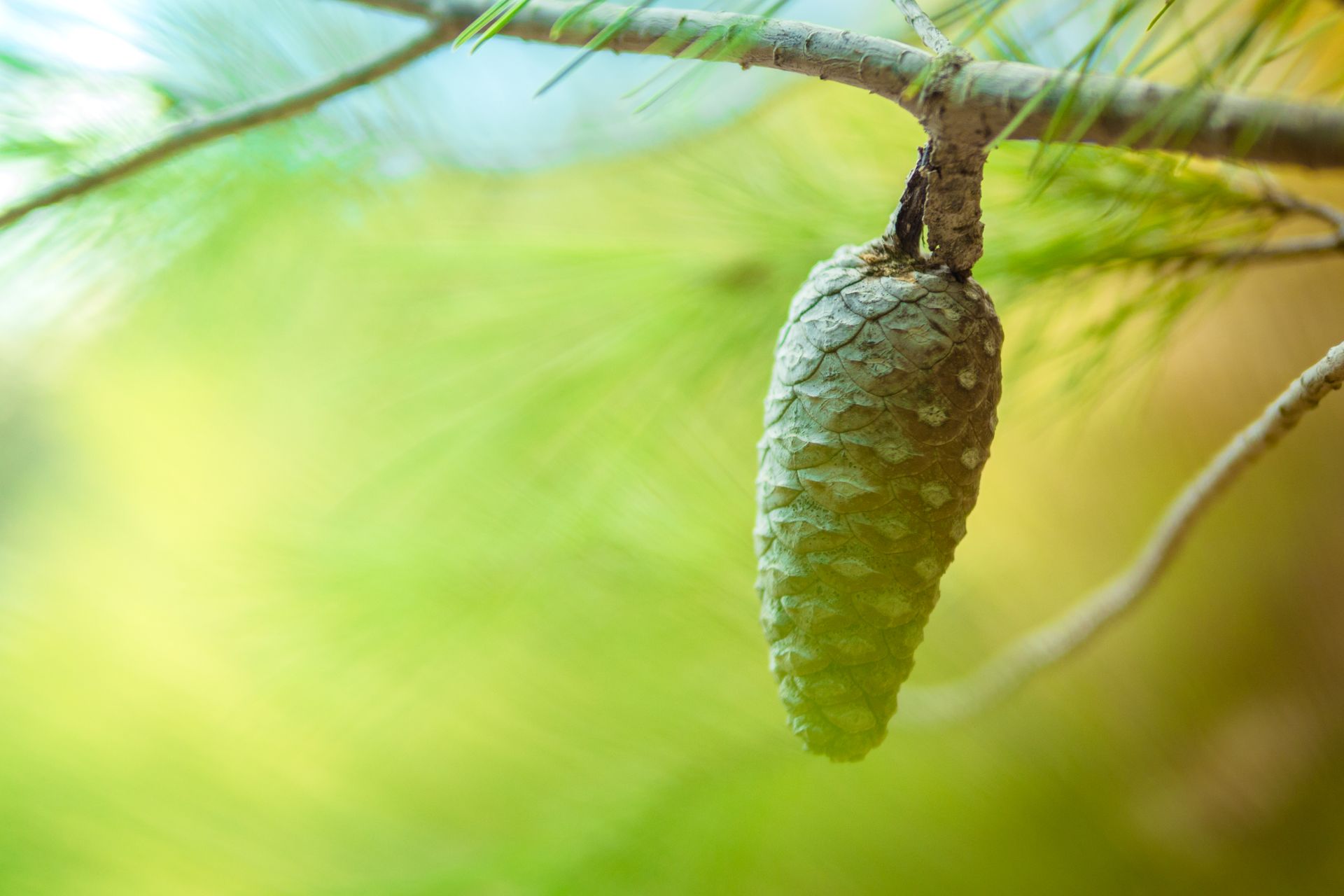Close-up of a pine cone hanging from a branch, surrounded by soft green foliage in natural daylight.
