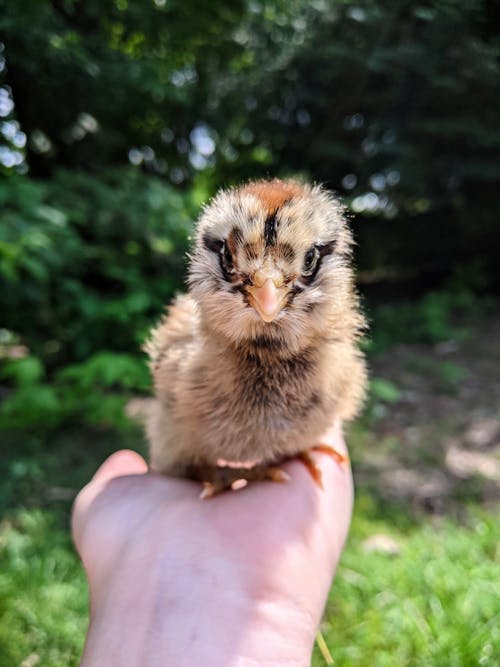 Close-Up Shot of a Chick on a Person's Hand
