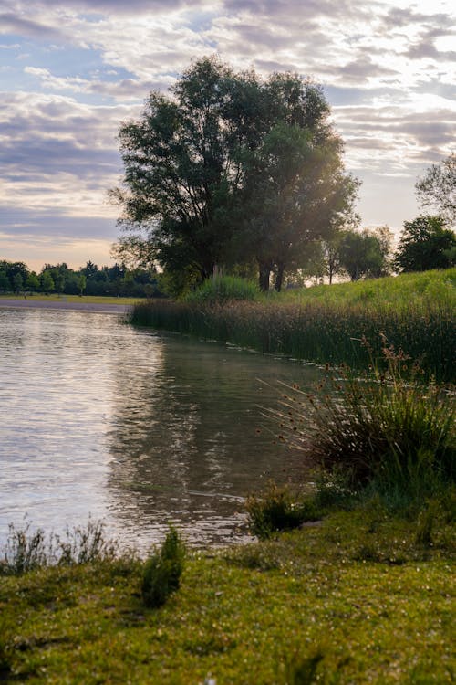 Fotos de stock gratuitas de 2021, Alemania, arboles