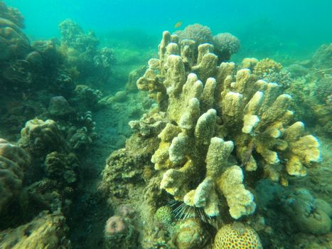 Explore the vibrant coral reef with diverse marine life in a clear underwater scene.