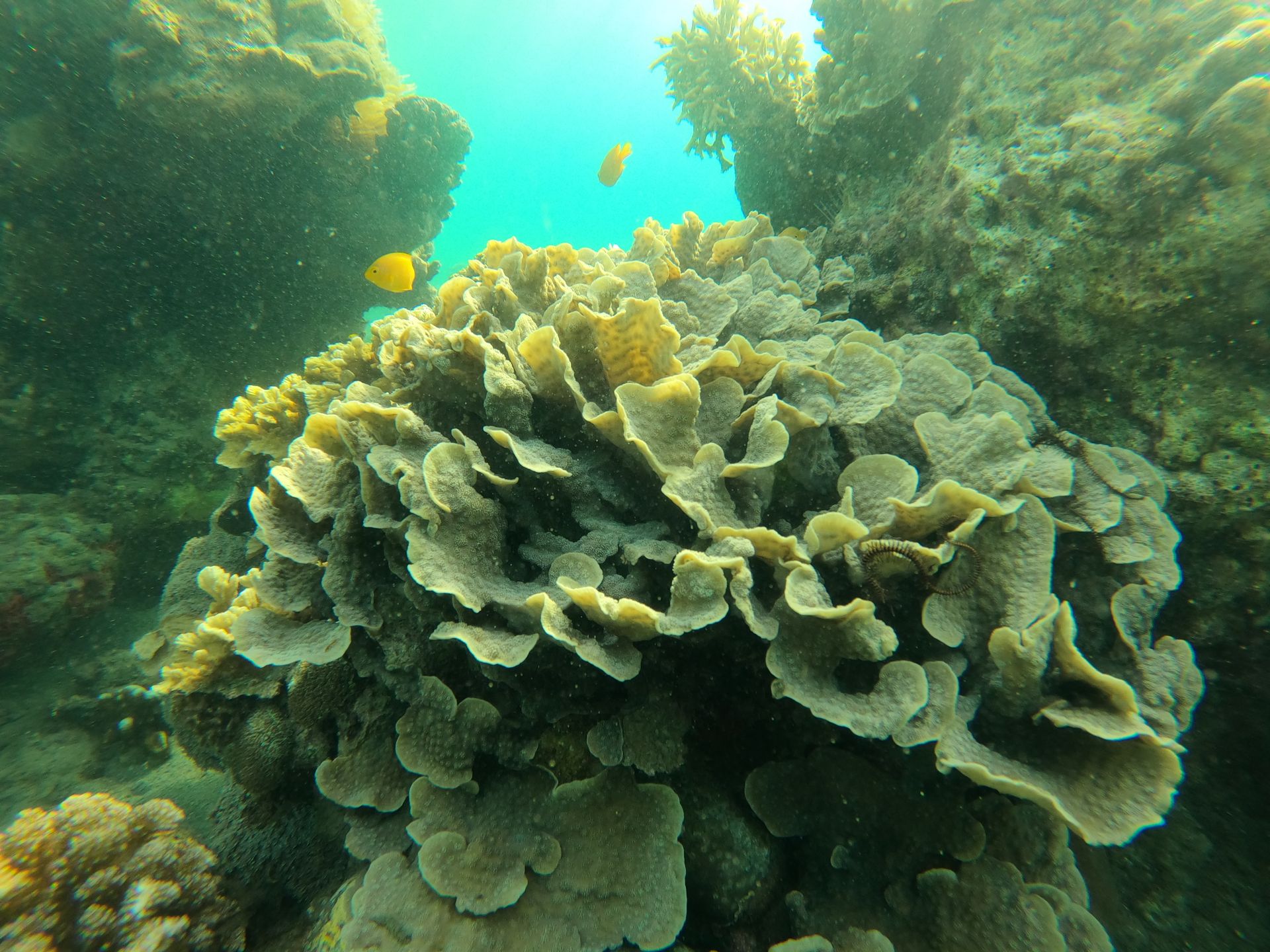 Close-up of a colorful coral reef with yellow fish swimming underwater.