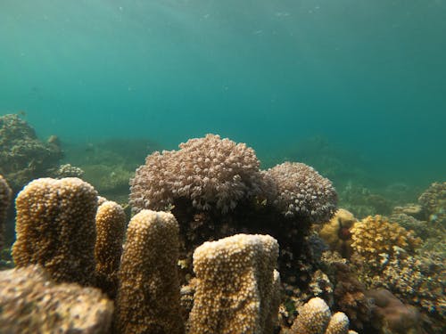 Coral Reef Under Water