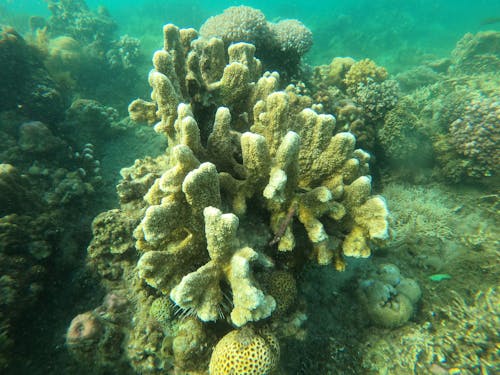 Close-up Photo of Green Coral Reef Under Water