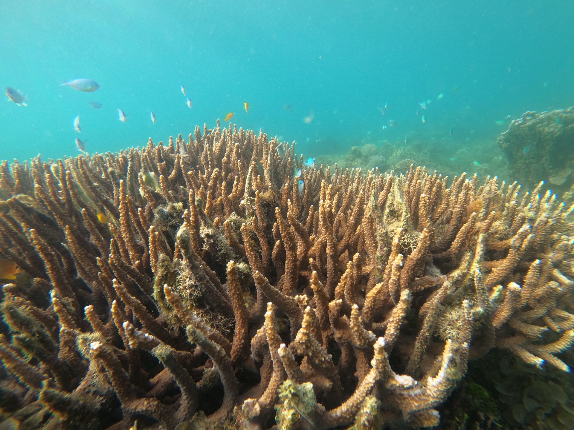 A stunning coral reef teeming with colorful tropical fish in clear blue water.