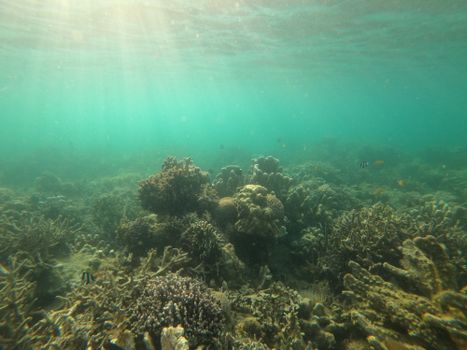 Stunning view of marine life and coral reef ecosystem under clear ocean water.