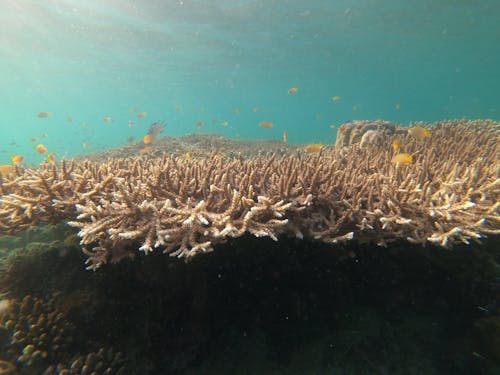 Coral Reefs Under Water