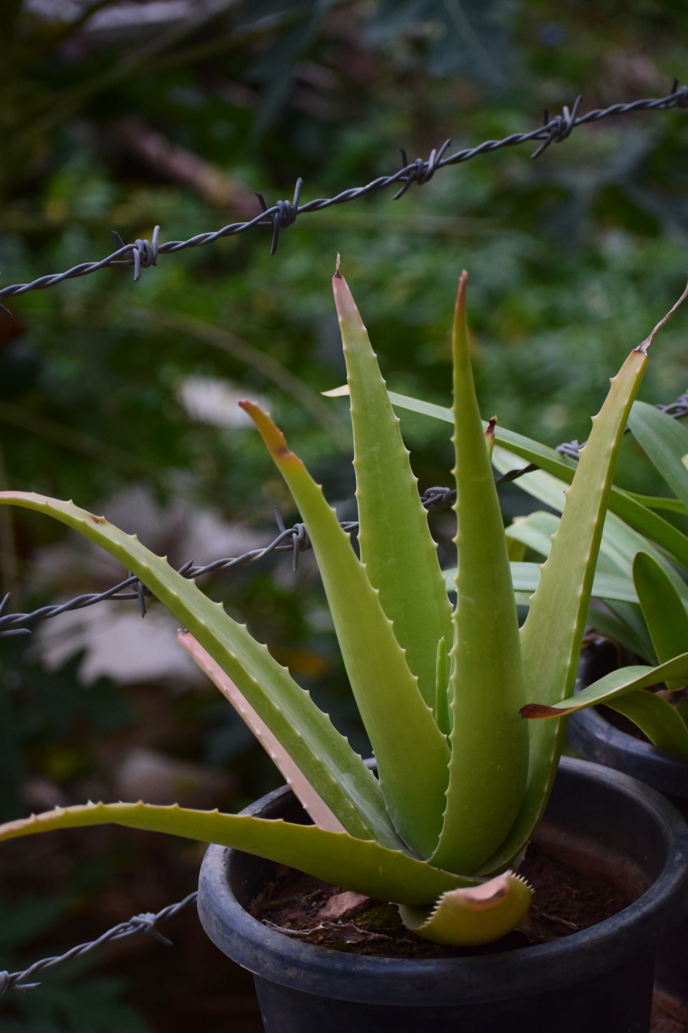 Aloes w czarnej doniczce — zielone, prążkowane liście